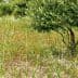An olive tree standing in a grassy field with wildflowers and greenery. - Olive Oil Times