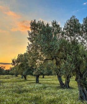 Olive trees in a field during sunset with a colorful sky and green grass. - Olive Oil Times