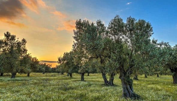 Olive trees in a field during sunset with a colorful sky and green grass. - Olive Oil Times