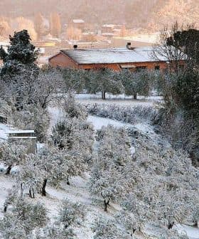 Olive trees covered in frost with houses in the background during winter. - Olive Oil Times