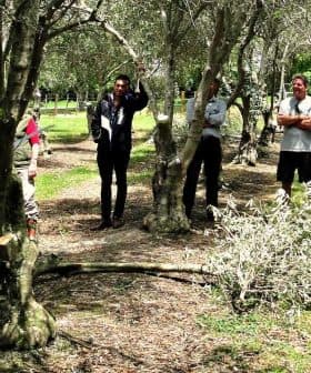 A group of people gathered in an olive grove, some standing and others engaged in discussion. - Olive Oil Times