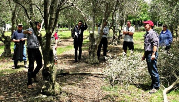 A group of people gathered in an olive grove, some standing and others engaged in discussion. - Olive Oil Times