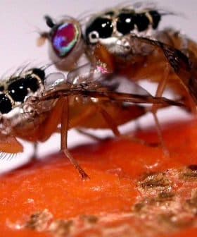 Two Mediterranean fruit flies mating on a piece of fruit with visible details of their bodies. - Olive Oil Times