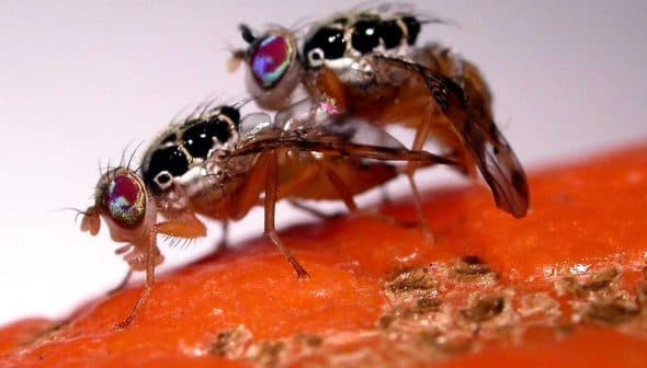 Two Mediterranean fruit flies mating on a piece of fruit with visible details of their bodies. - Olive Oil Times