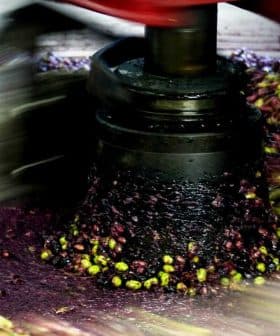 Olives being processed in a milling machine during the olive oil extraction process. - Olive Oil Times