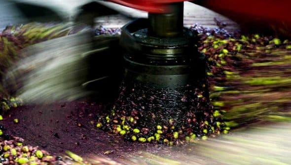 Olives being processed in a milling machine during the olive oil extraction process. - Olive Oil Times