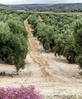 Aerial view of an olive grove with rows of olive trees and a path running through the field. - Olive Oil Times