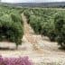 Aerial view of an olive grove with rows of olive trees and a path running through the field. - Olive Oil Times