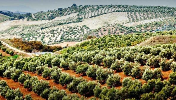 Expansive view of olive trees arranged in rows on rolling hills in a rural landscape. - Olive Oil Times