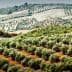 Expansive view of olive trees arranged in rows on rolling hills in a rural landscape. - Olive Oil Times
