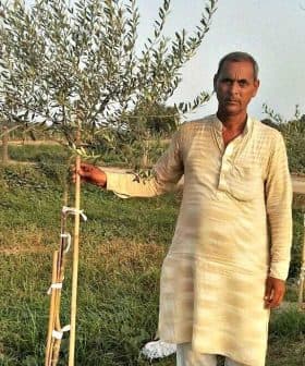 Man in traditional attire standing beside a young olive tree in a field. - Olive Oil Times