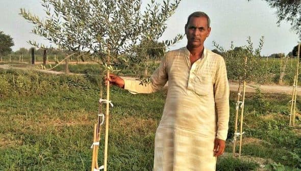 Man in traditional attire standing beside a young olive tree in a field. - Olive Oil Times