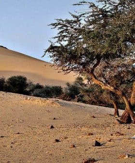 A solitary tree standing in a sandy desert landscape with dunes in the background. - Olive Oil Times