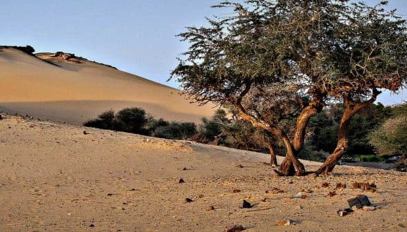 A solitary tree standing in a sandy desert landscape with dunes in the background. - Olive Oil Times
