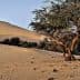A solitary tree standing in a sandy desert landscape with dunes in the background. - Olive Oil Times