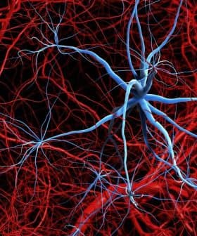 Illustration of neurons and blood vessels with blue and red colors on a dark background. - Olive Oil Times