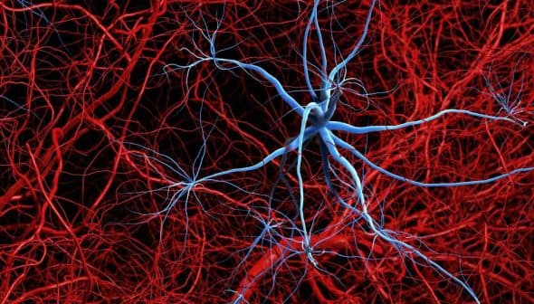 Illustration of neurons and blood vessels with blue and red colors on a dark background. - Olive Oil Times