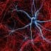 Illustration of neurons and blood vessels with blue and red colors on a dark background. - Olive Oil Times