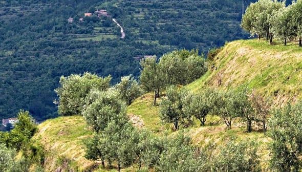 A hillside with rows of olive trees growing on a sloped terrain in a green landscape. - Olive Oil Times