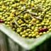 A container filled with green olives, some with leaves and a few red olives mixed in. - Olive Oil Times