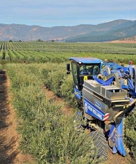 Blue olive harvesting machine operating in a green olive grove with rows of trees. - Olive Oil Times