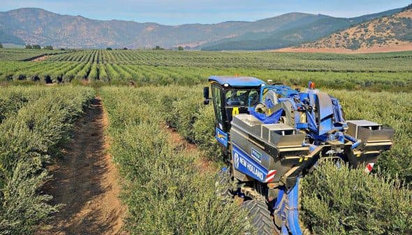 Blue olive harvesting machine operating in a green olive grove with rows of trees. - Olive Oil Times