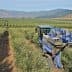 Blue olive harvesting machine operating in a green olive grove with rows of trees. - Olive Oil Times