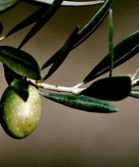 Two green olives hanging from a branch with leaves against a blurred background. - Olive Oil Times