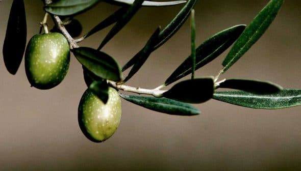 Two green olives hanging from a branch with leaves against a blurred background. - Olive Oil Times