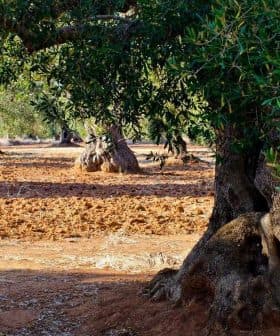 A large olive tree with a thick trunk and green leaves in an orchard setting. - Olive Oil Times
