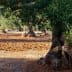 A large olive tree with a thick trunk and green leaves in an orchard setting. - Olive Oil Times