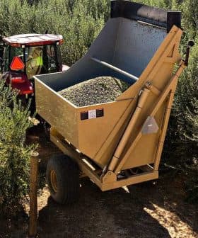 Tractor with a large trailer collecting olives in an olive grove. - Olive Oil Times
