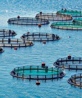 Aquaculture fish farming cages arranged in a body of water with circular nets and buoys. - Olive Oil Times