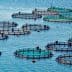 Aquaculture fish farming cages arranged in a body of water with circular nets and buoys. - Olive Oil Times
