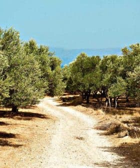 Dirt pathway winding through an olive grove with trees on either side. - Olive Oil Times