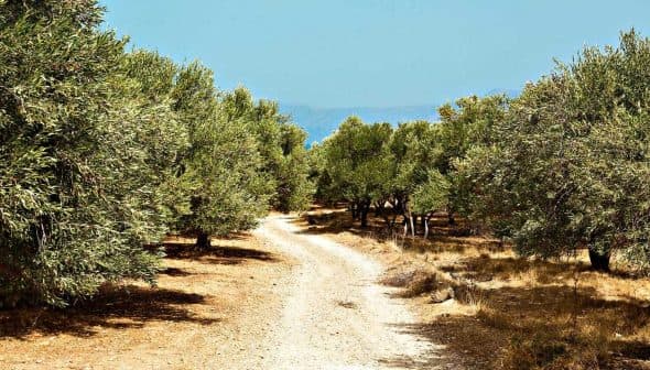 Dirt pathway winding through an olive grove with trees on either side. - Olive Oil Times