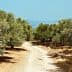 Dirt pathway winding through an olive grove with trees on either side. - Olive Oil Times