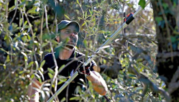 Man using a pole pruner to trim olive tree branches in a field. - Olive Oil Times