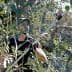 Man using a pole pruner to trim olive tree branches in a field. - Olive Oil Times