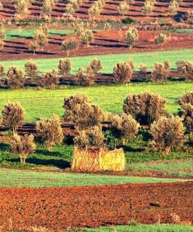 Aerial view of olive tree fields with varying shades of green and brown in a landscape. - Olive Oil Times