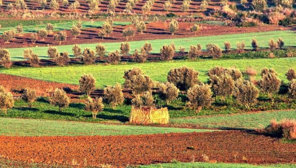 Aerial view of olive tree fields with varying shades of green and brown in a landscape. - Olive Oil Times