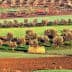Aerial view of olive tree fields with varying shades of green and brown in a landscape. - Olive Oil Times