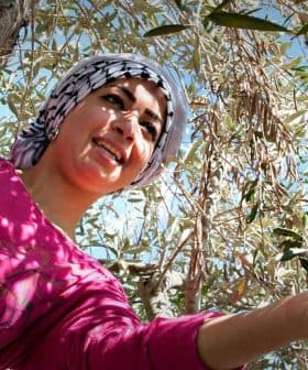 Woman in a pink shirt reaching for olives on an olive tree while standing on a branch. - Olive Oil Times