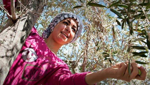 Woman in a pink shirt reaching for olives on an olive tree while standing on a branch. - Olive Oil Times