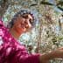 Woman in a pink shirt reaching for olives on an olive tree while standing on a branch. - Olive Oil Times