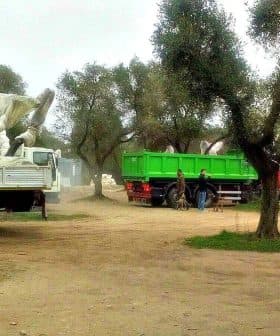 Two trucks parked in an olive grove, one green and one white, with workers nearby. - Olive Oil Times