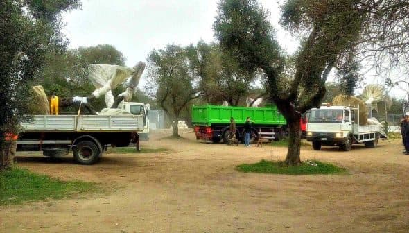 Two trucks parked in an olive grove, one green and one white, with workers nearby. - Olive Oil Times