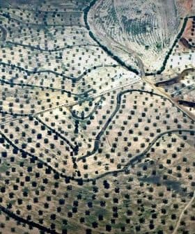 Aerial view of olive tree fields arranged in rows and patterns on a landscape. - Olive Oil Times