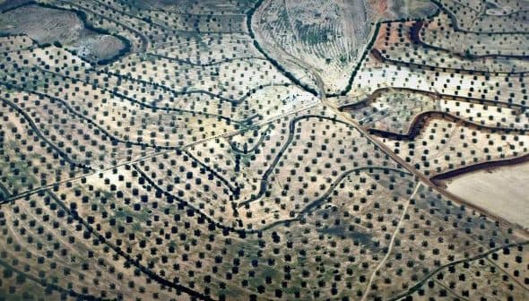 Aerial view of olive tree fields arranged in rows and patterns on a landscape. - Olive Oil Times
