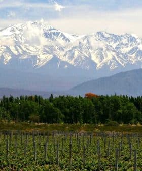 Vineyard rows in the foreground with snow-capped mountains in the background under a clear sky. - Olive Oil Times